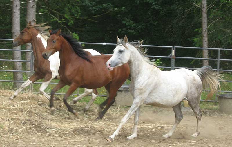 Click on our mares picture to find out more about them.